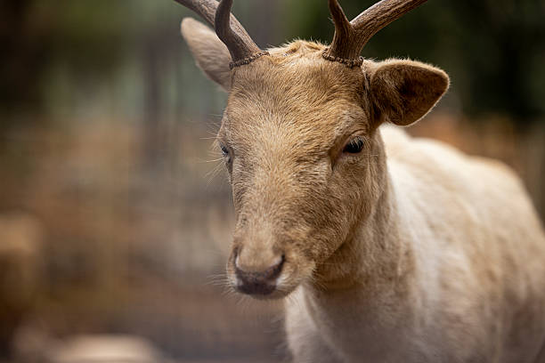 Close-up of a white fallow deer