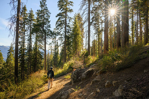 Tourist walking among big sequoia trees. Sun starbursts shing through the trees. Sequoia National Park. USA.