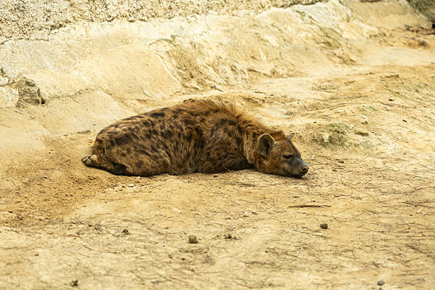 Close-up of a Hyena in Natural Habitat. Close-up of a hyena standing on grass with a blurred background.
