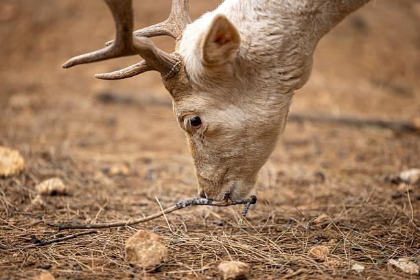 Close-up of a white fallow deer