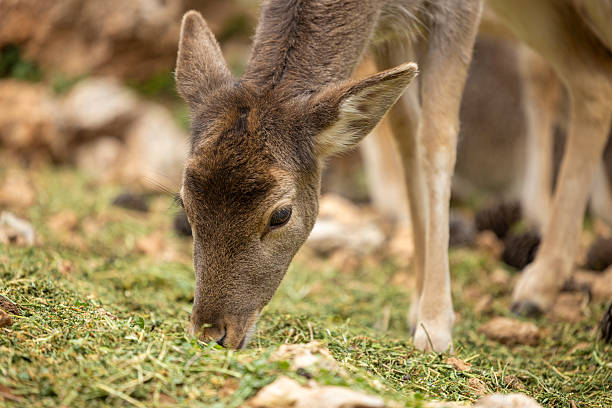 Deer grazing peacefully in a green meadow