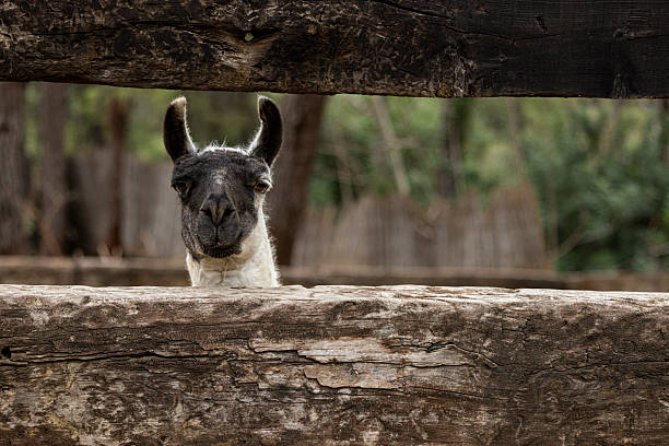 Close up of cute Llama