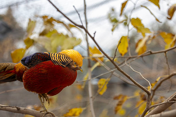 Red golden pheasant perched on a tree branch