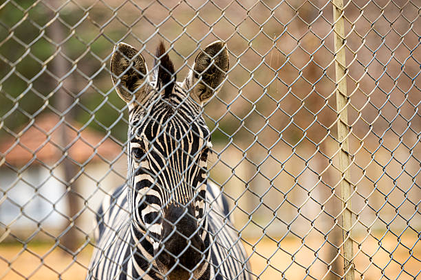 close up of zebra