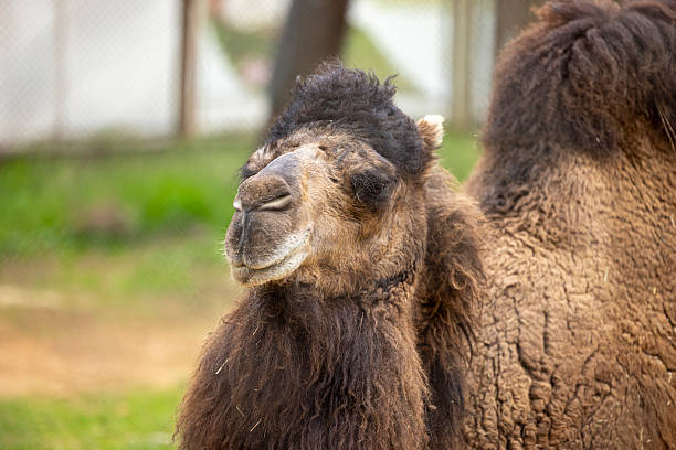 close up of Camel
