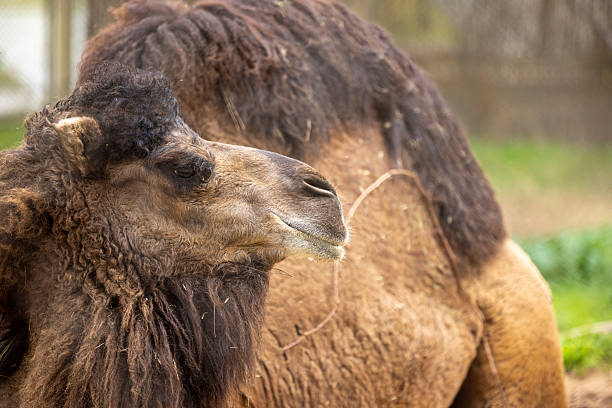 close up of Camel