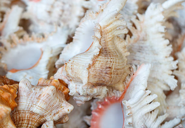 Marine sea shell  against white, Latin name :strombus episcopis