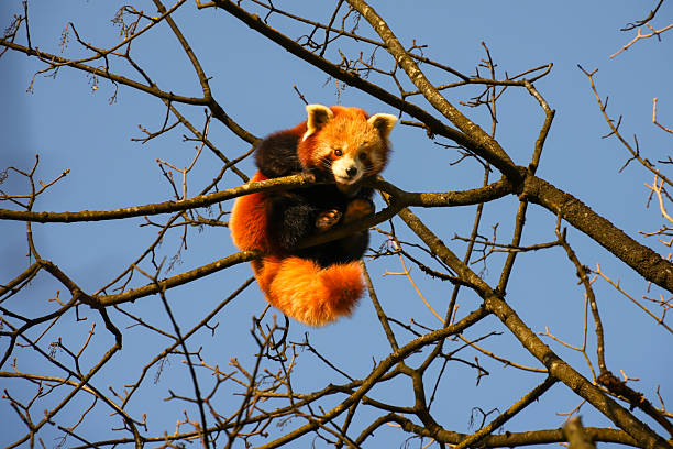 Ailuridae is a family in the mammal order Carnivora. Shooting at the zoo
