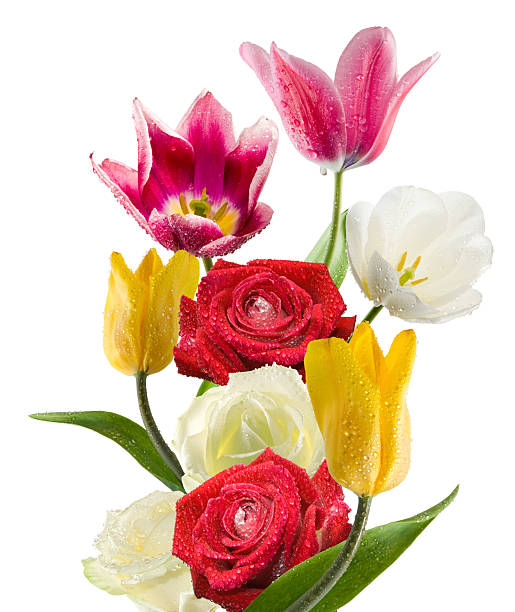Tulips