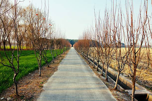 Peaceful wide-angle photograph of a straight concrete pathway stretching into the distance, flanked by rows of leafless fruit trees on both sides in a vast open field, with green grass emerging below and distant hills under a soft blue sky with subtle haze. This tranquil scene evokes renewal, seasonal transition, solitude in nature, and the quiet beauty of rural China during early spring or late winter, perfect for wellness, mindfulness, travel inspiration, environmental themes, landscape art prints, or lifestyle content emphasizing calm escapes and natural cycles. High-resolution with clean lines, symmetrical composition, warm earthy tones, and expansive depth that draws the viewer forward into a sense of peaceful journey and introspection.