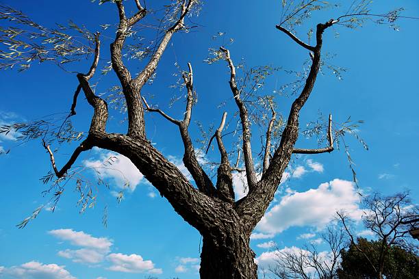 A cloudy sky behind street lighting