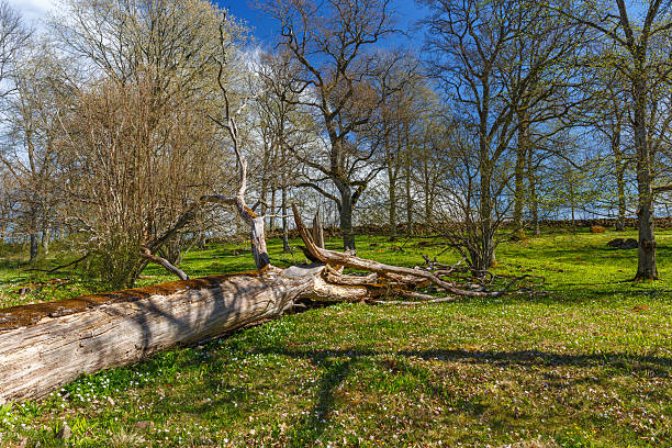 Old felled tree on a green meadow in spring