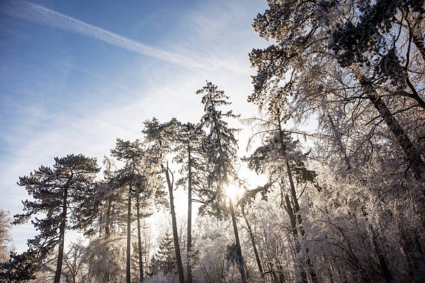 Trees covered in hoarfrost stand in a forest on a sunny winter day.
