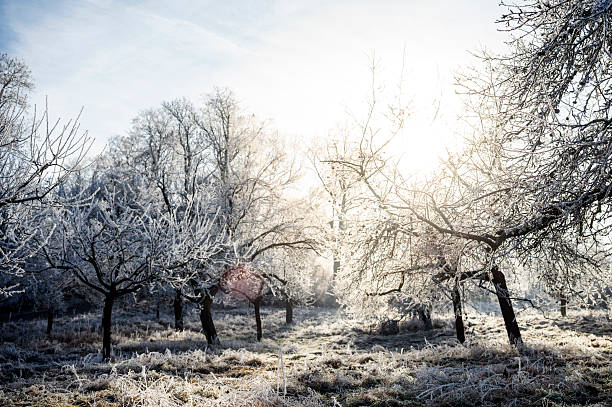 Nature winter background. Snowy forest. Trees covered with snow. Winter nature. Christmas background