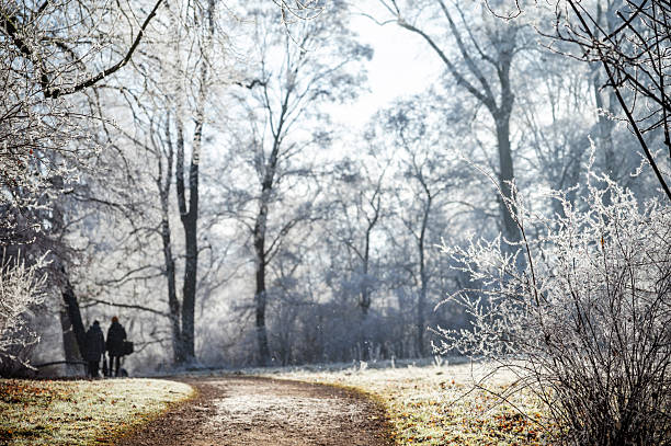 Trees covered in hoarfrost stand in a forest on a sunny winter day.