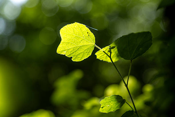 In spring, green leaves in the forest are illuminated by sunlight.