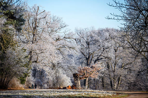 Trees covered in hoarfrost stand in a forest on a sunny winter day.