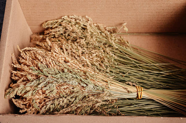 Dried grass bouquet tied with rubber band in cardboard box. Natural rustic decor element, eco craft material, herbal product concept. Ideal for design, packaging, or handmade themes.