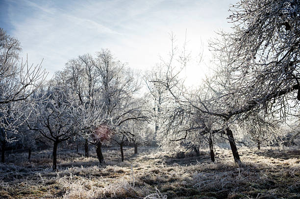 Trees covered in hoarfrost stand in a forest on a sunny winter day.