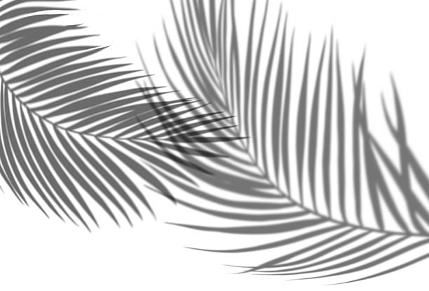 Palm leaves on nature in the park. Tropics.