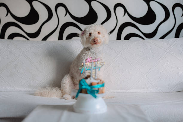 Cute dog with bow and birthday cake