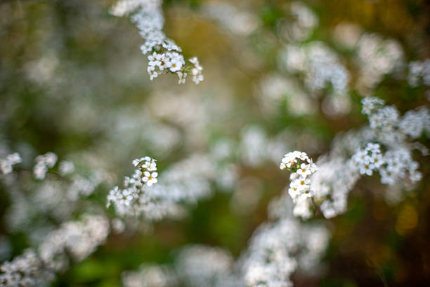 Close-up of white flowers with a blurred background, creating a dreamy effect.
