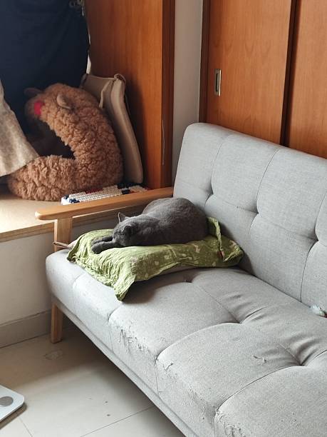 Gray Cat Sleeping on a Worn Sofa with Green Pillow