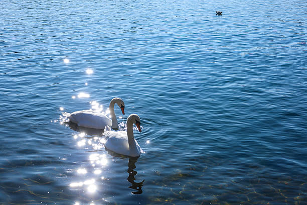 A symbol of love and tranquility  mute swans in peaceful motion across a sunlit freshwater lake.