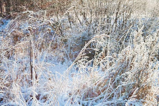 Snow white grass. Wild winter nature landscape.
