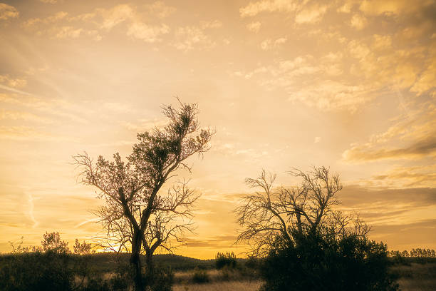 Retro landscape with old olive trees.