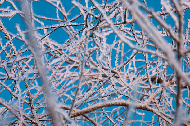 Thin tree branches are densely covered with white hoarfrost and sharp ice crystals against a rich blue sky. Detailed macro photography captures the fragile beauty of frozen nature, creating a magical winter pattern in the bright daylight.