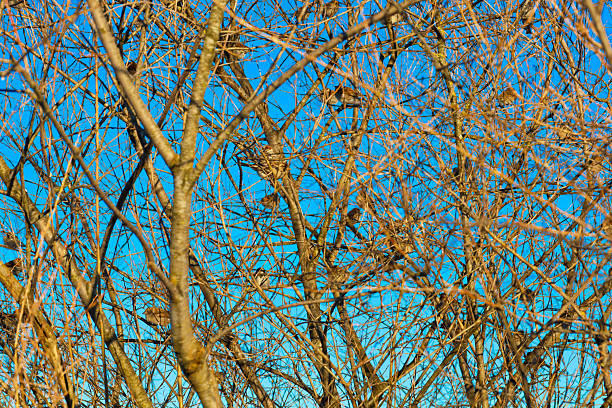 A flock of small sparrows hides among a dense tangle of thin tree branches against a bright blue sky. Sunlight