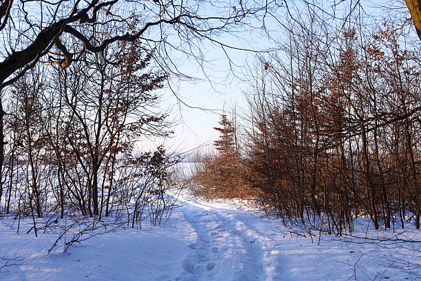 A narrow snowy path with footprints leads through dense thickets of shrubs with dry brown leaves under a clear winter sky. The contrast between the warm tones of the branches and the white blanket of snow creates a cozy atmosphere for an outdoor walk