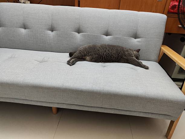 Gray cat sleeping comfortably on a modern gray sofa