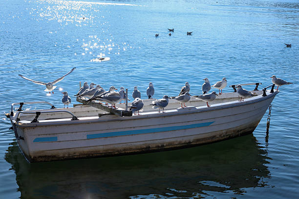 Seagulls gather in flocks on the sea, along with large ships and lighthouses