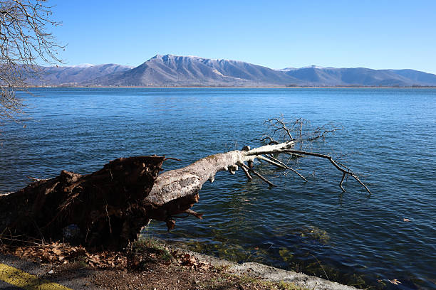 A broken tree juts into the still waters of a mountain lake, symbolizing both fragility and resilience in nature.