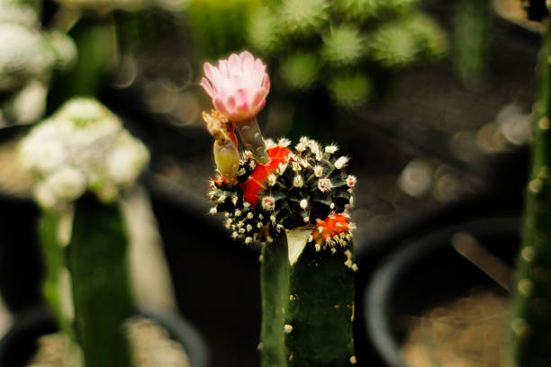 A close-up view of a grafted cactus, likely a Gymnocalycium mihanovichii, featuring a vibrant red top and a delicate pink flower in bloom.