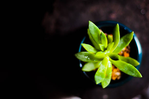 An aerial close-up view of a vibrant green succulent plant with pointed leaves arranged in a rosette pattern, sitting in a dark pot against a dark background.