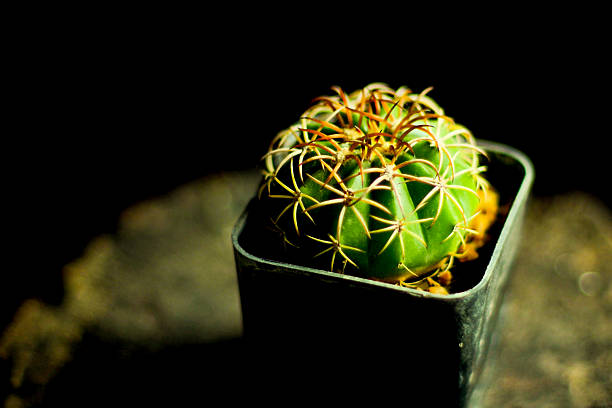 A vibrant green, spiny, round cactus sits in a small black plastic pot, dramatically lit against a dark, moody background.