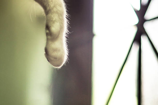 Grey and white cat relaxing on white sheets showing paw