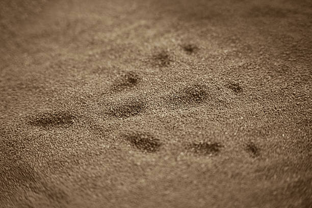 Close-up view of an animal paw print impressed in fine sand or a small pebble beach surface. Natural texture with soft light and shallow depth of field. Minimalist background, no sea visible, concept of wildlife trace and nature detail.
