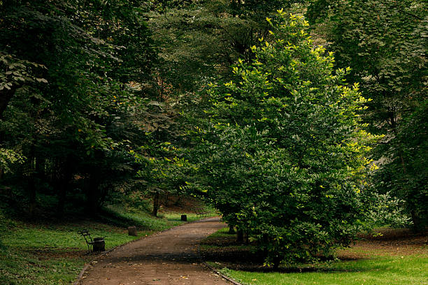 a tree that bears acorns as fruit, and typically has lobed deciduous leaves