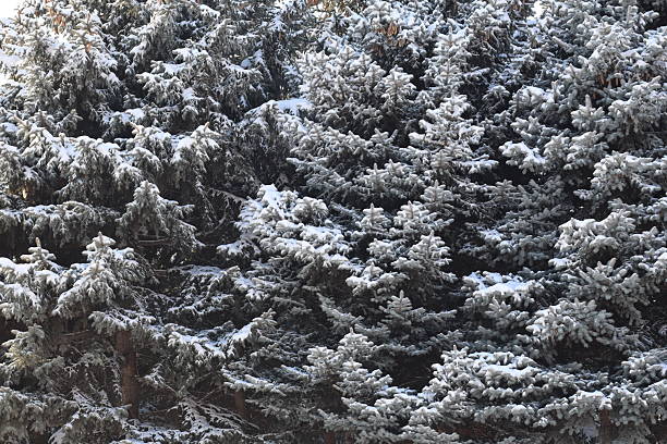 Winter spruce scene. Spruce branches are covered with snow.