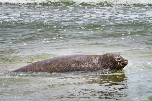 A curious seal peeks its head out of the water in Ytri Tunga, Iceland, with a background of calm ocean waves. The scene captures the natural habitat of seals along the Icelandic coast.