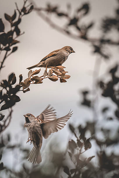 Two house sparrows, one standing on a branch with dry leaves, the other caught at flight moment with open wings.
