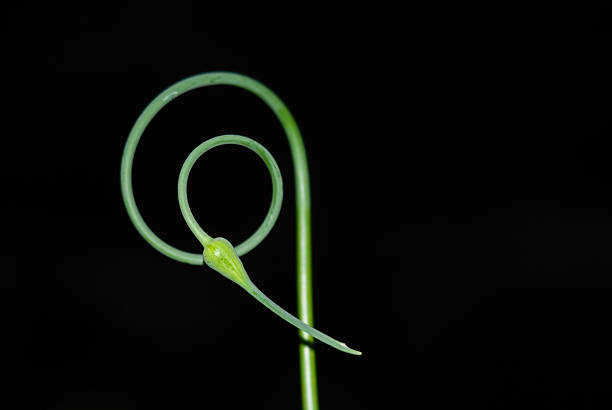 A green plant stem and bud curled in a spiral shape against a dark background. An example of the Fibonacci spiral in nature.