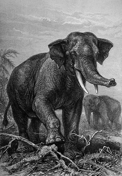 This 1891 engraved illustration portrays a powerful African elephant striding forward through dense vegetation, with another elephant visible in the background. The dramatic composition and fine shading exemplify late 19th-century natural history illustration, emphasizing the animal’s scale, strength, and commanding presence.