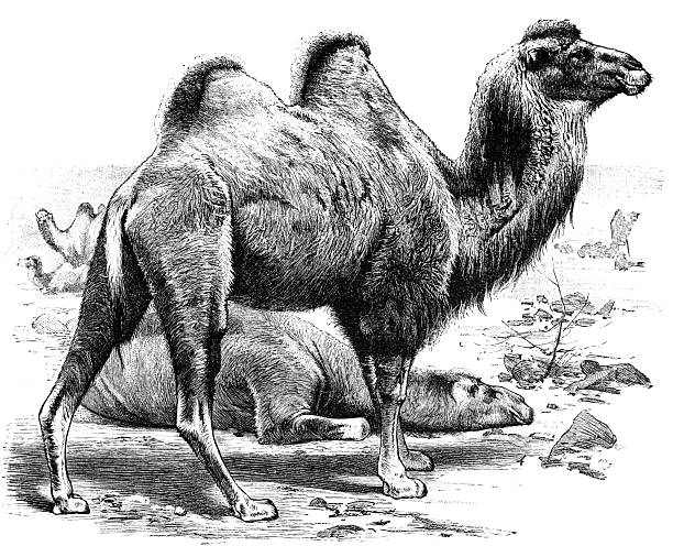 This 1891 engraved illustration depicts a Bactrian camel standing in a barren desert environment, with another camel resting on the ground behind it. The detailed rendering reflects late 19th-century natural history illustration, emphasizing the camel’s distinctive double humps and adaptation to arid climates.