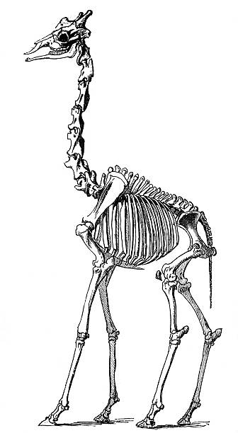 This 1891 anatomical illustration depicts the complete skeletal structure of a giraffe, emphasizing its elongated neck, long limbs, and distinctive posture. The precise line engraving reflects late 19th-century scientific illustration, created to support the study of zoology and comparative anatomy.