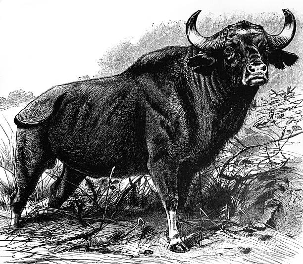 This 1891 engraved illustration depicts a powerful wild buffalo standing alert amid thick vegetation, its muscular form and sweeping horns rendered with dramatic emphasis. The detailed shading and composition reflect late 19th-century natural history illustration, highlighting strength, anatomy, and the animal’s presence within its rugged habitat.